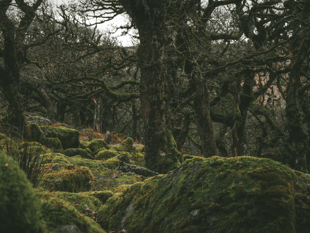 Call to help temperate rainforests thrive