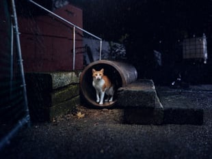 Stray cats face deadly risks in winter, says Cats Protection