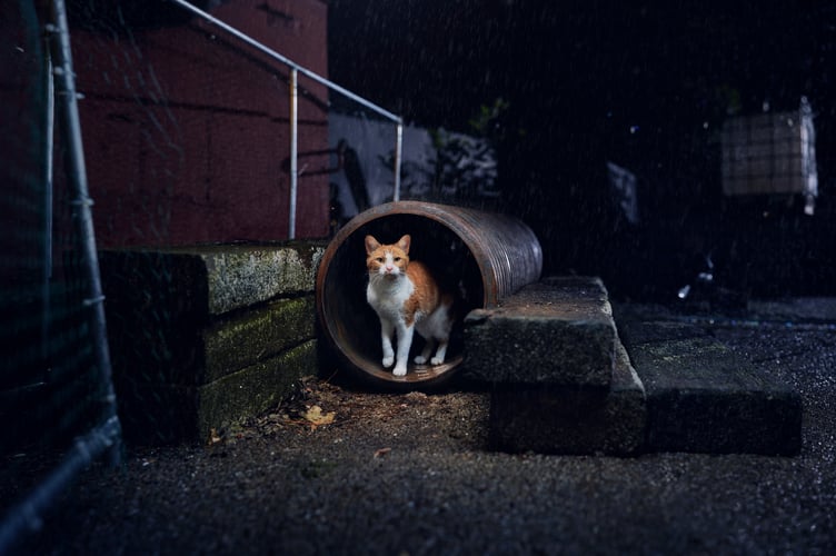 Cats are good at finding places to stay warm but stray cats may need extra help.