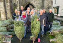 Tavistock church Christmas festival trees arrive