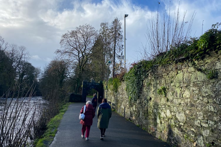 Tavistock's riverside wall is being repaired after damaging trees growing on top (pictured) are removed..