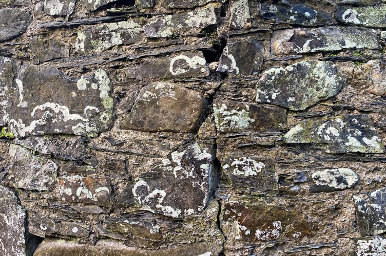 Tavistock riverside walls are being repaired after damage by trees growing from the top. Pictured is a vertical crack caused by root damage.