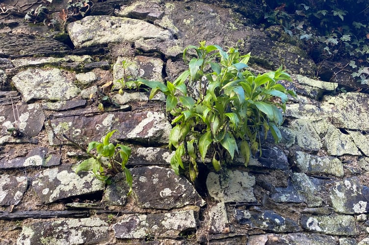 Tavistock riverside walls are being repaired after damage by trees growing from the top. Pictured is a vertical crack caused by root damage.