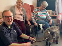 Pygmy goats bring joy to residents