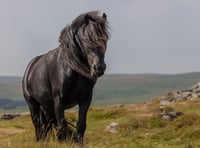 Endangered birds found on Dartmoor site