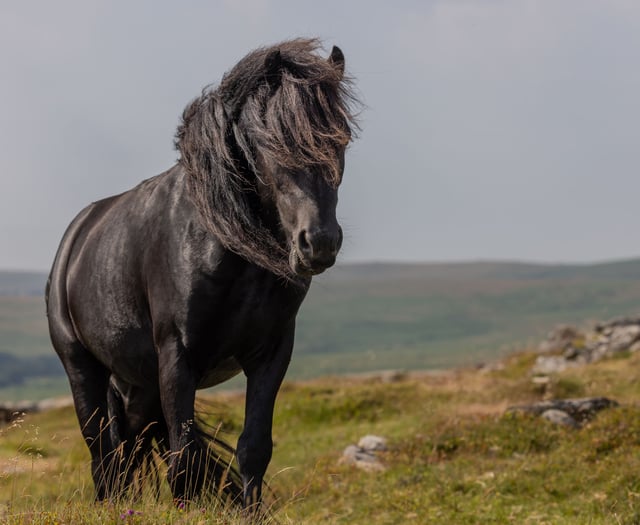 Endangered birds found on Dartmoor site