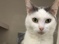 RSPCA warning as pet neglect rises 16 per cent in Devon
