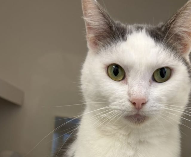 RSPCA warning as pet neglect rises 16 per cent in Devon