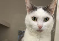 RSPCA warning as pet neglect rises 16 per cent in Devon