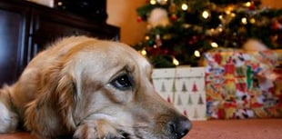 Pet owners warned of festive food dangers to dogs