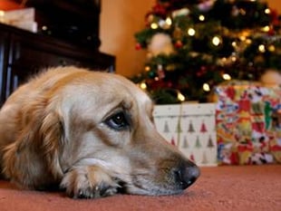 Pet owners warned of festive food dangers to dogs