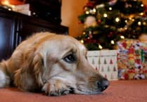 South West vets warn of festive food dangers to dogs