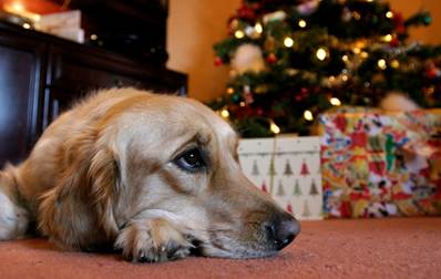 South West vets warn of festive food dangers