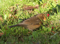 Wildlife at Stone Lane Gardens thrives in winter
