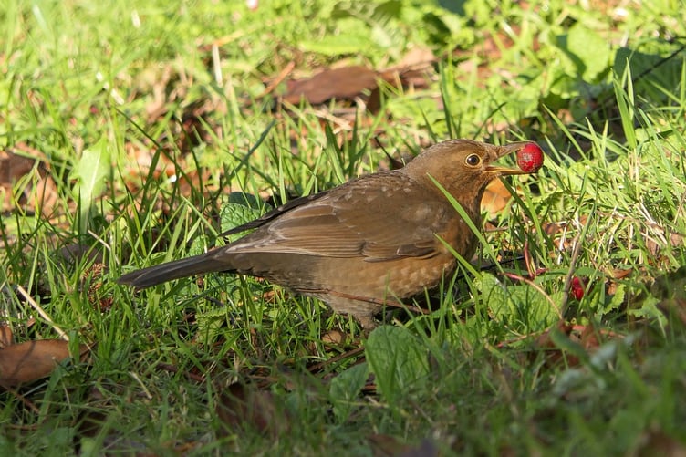 It's been a good year for fruit, so hopefully the birds, mammals and insects will have plenty of food to see them through the tougher days of winter. Picture: lizmaryphotographydevon