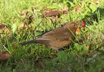 Paul Bartlett: Wildlife at Stone Lane Gardens thrives in winter