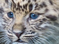 Zoo names rare baby leopard