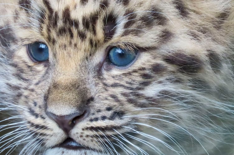 The first photos of the new leopard cub born at Dartmoor Zoo three months ago. Picture: Madeleine Millin.