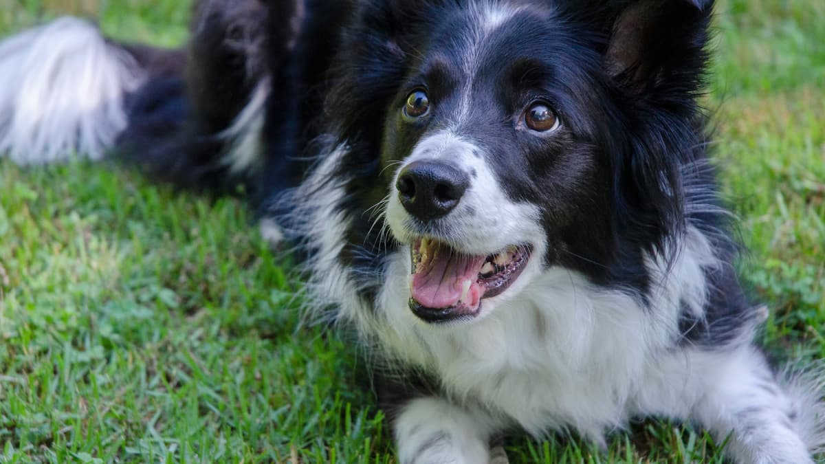 John Howells: Lektionen über Hunde