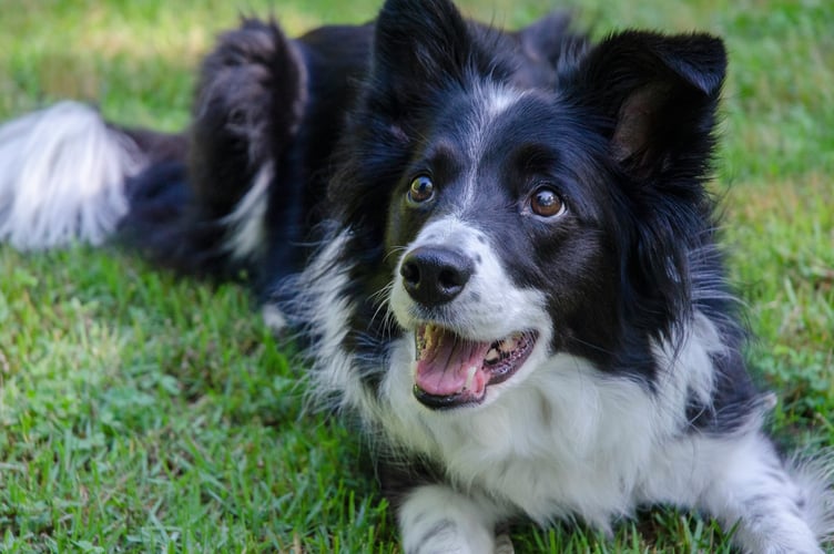 Doggie devotion. Picture: Robin Jonathan Deutsch/Unsplash.