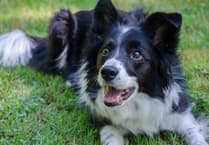 John Howells: Dog lessons