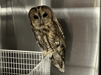 WATCH as an owl is released after treatment