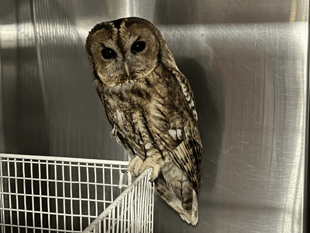 WATCH as an owl is released after treatment