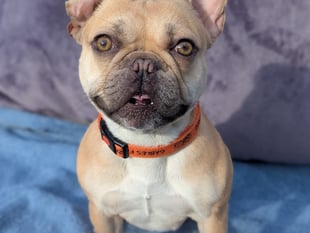Please help Cindy the dog