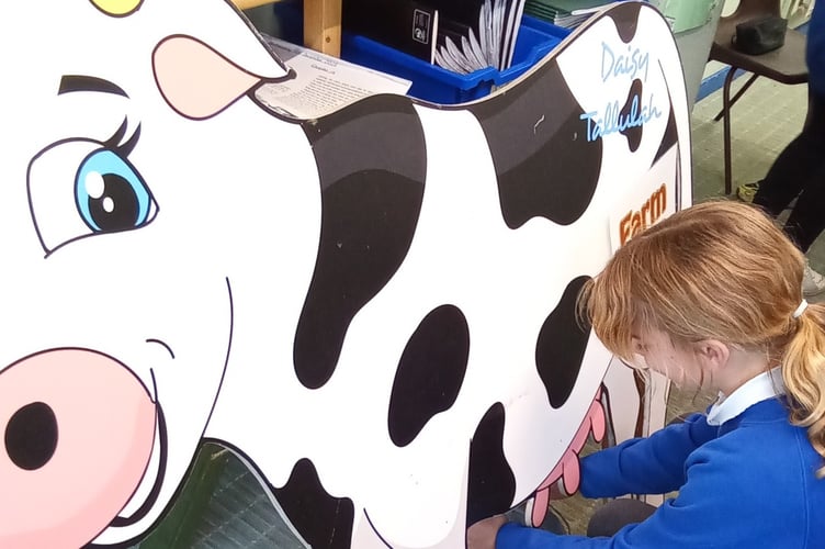 A Buckland Monachorum St Andrew's School pupil learns to milk a cow at a Farmwise Devon workshop.