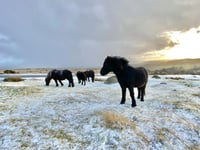 West Devon hit by ice and heavy frost as temperatures plummet