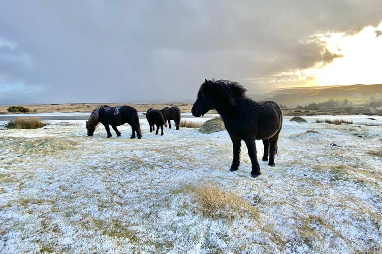 Hardy Dartmoor Ponies nibble the iced turf amid low temperatures which hit West Devon this weekend. Picture by Mark Shackleton.