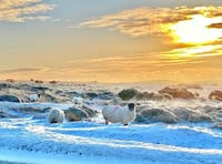 Overnight snow showers and ice to hit West Devon