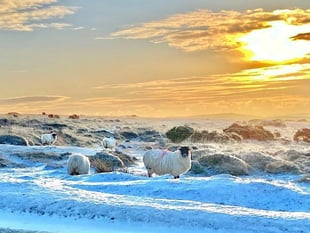 Overnight snow showers and ice to hit West Devon
