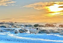 Overnight snow showers and ice to hit West Devon