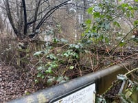 Wildlife fears for woodland homes plan