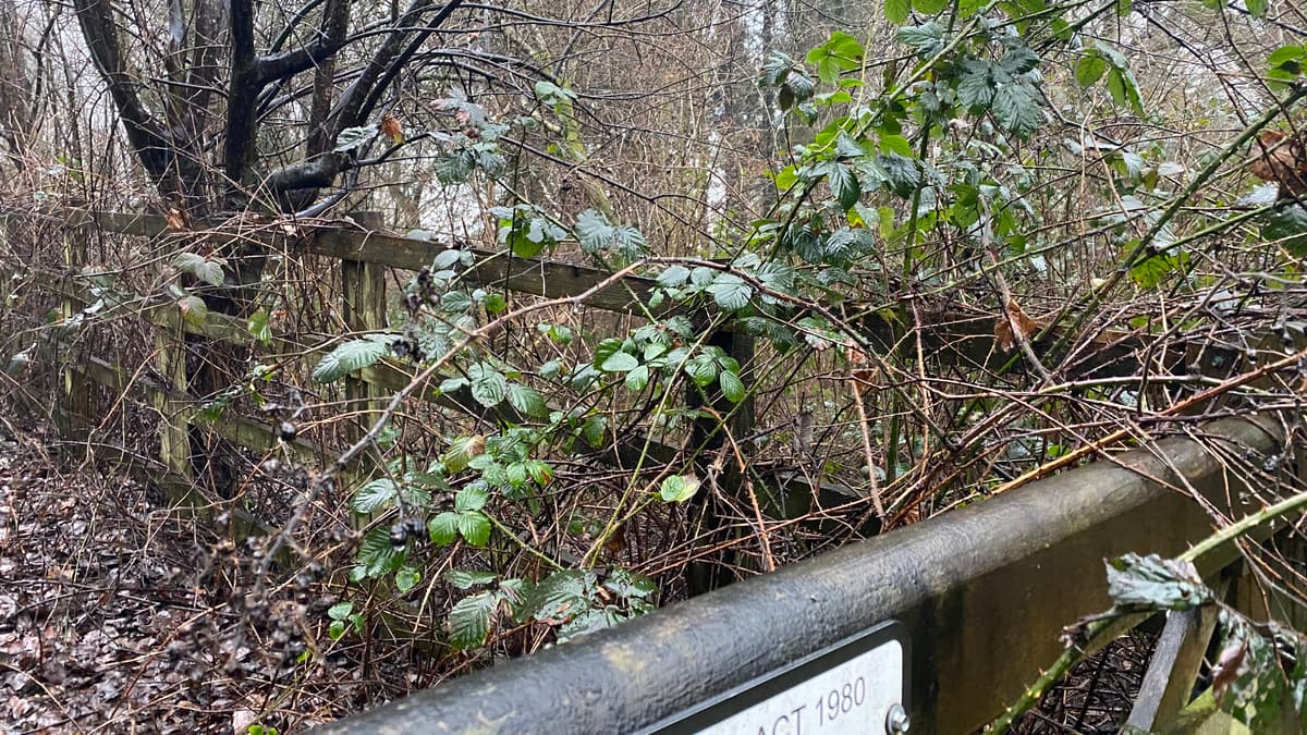 Wildtiere befürchten den Verlust von Wildtieren durch geplante Waldhäuser ...