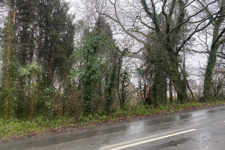 The woodland on Callington Road, Tavistock, on which two homes could be built if objections to disturbance to wildlife and a new 'unsafe' access road can be overcome.