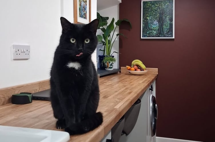 Polo the famous Tavistock cat is pictured safely back home after going missing for four days and found in Calstock.