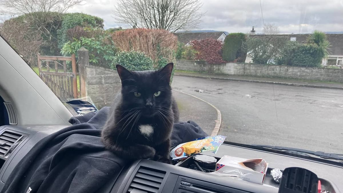 Missing beloved Tavistock cat found far from home