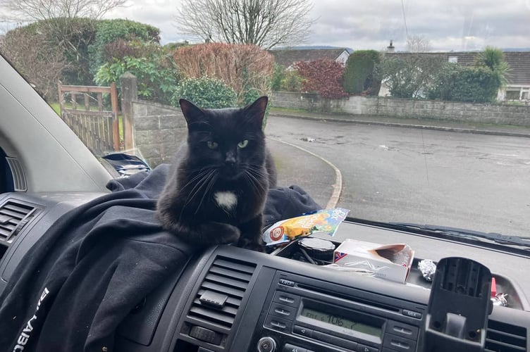 Polo the cat sparked widespread concern when he went missing from Tavistock and was found in Calstock. He is pictured returning home. Picture by Melissa Taylor.