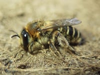 Rare bee creating a buzz   