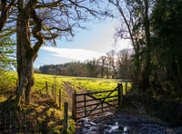 New woodland being created near Hatherleigh