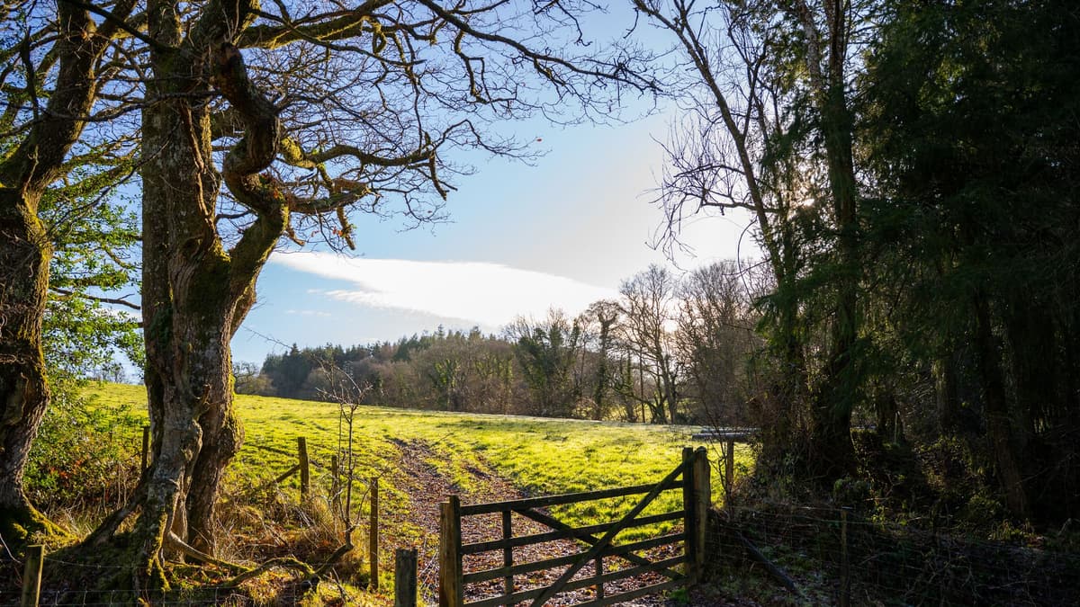 In der Gegend von Hatherleigh entsteht ein neues Waldgebiet