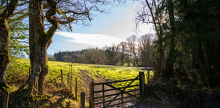 New woodland being created near Hatherleigh