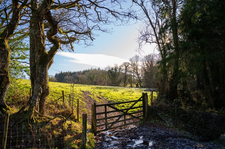 A new woodland called Fishleigh Wood is being created by public body Forestry England near Hatherleigh