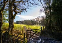 New woodland being created in Hatherleigh area