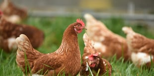 Pancake Day cooks urged to buy non-caged hen eggs