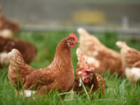 Pancake Day cooks urged to buy non-caged hen eggs