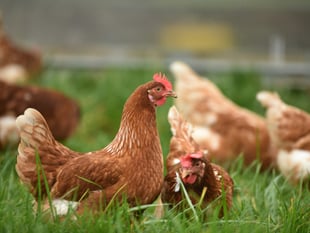 Pancake Day cooks urged to buy non-caged hen eggs