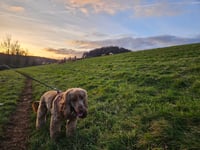 Police welcome new protection for animals against dog attacks